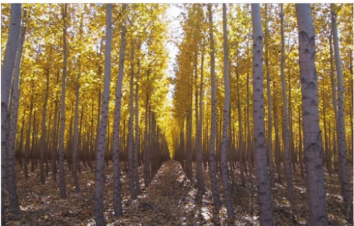 Exaggerated Tree Density